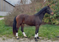 Vente de cheval : Tiano des Moissons